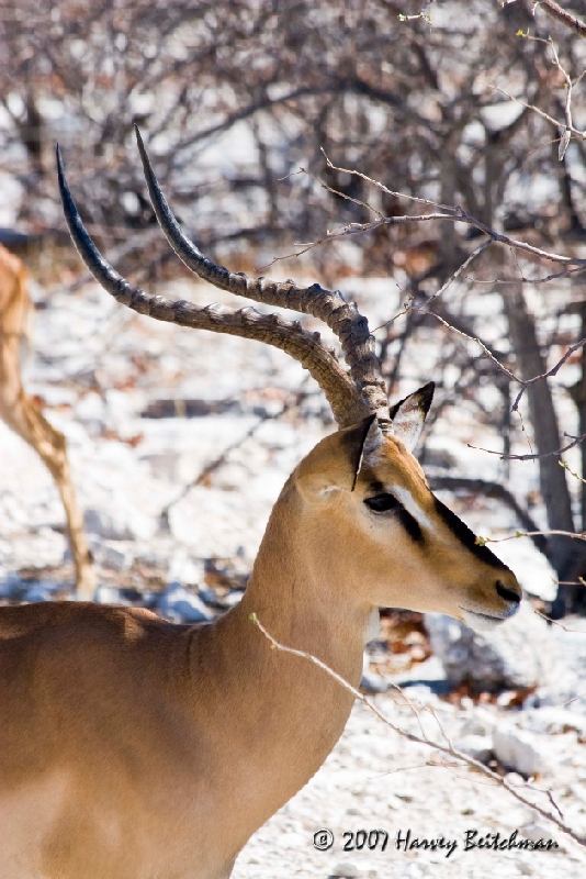 Black Faced Impala 1856.jpg